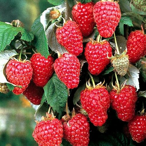 ���� ������ ������������� ����� ������ 2 �� ������ ������