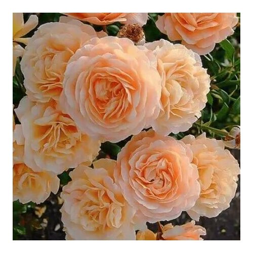 ���� ���� ��������� ������ �������� ������ ������