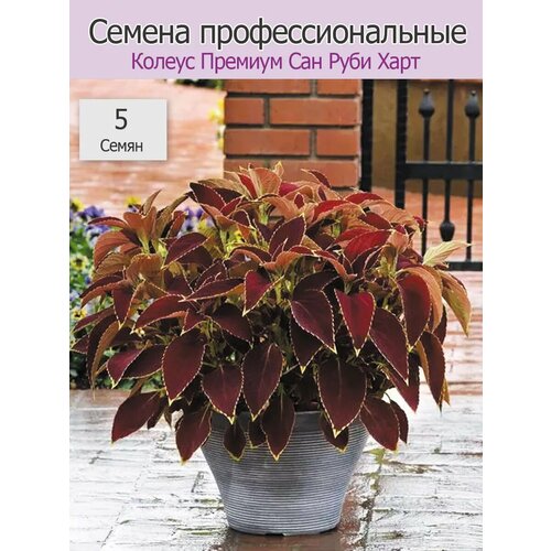 ���� ������ ������� ��� ���� ���� 5�� ������ ������