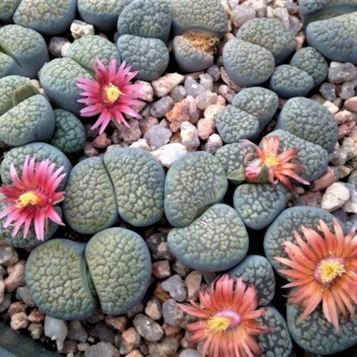     Lithops verruculosa mix 10 .   -     , -, 