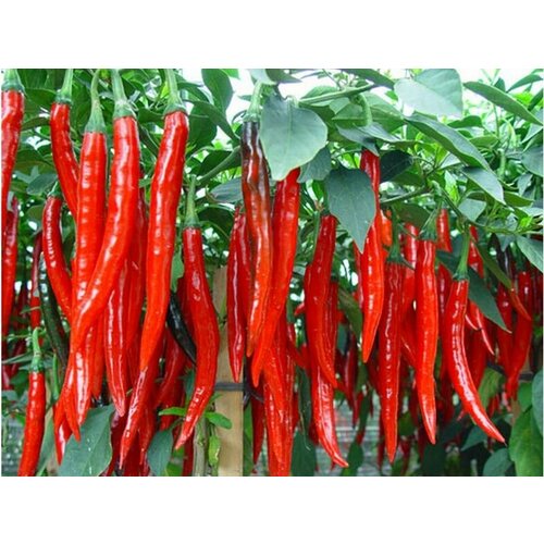 ���� (������) ����� ������ 