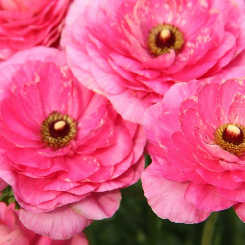 ���� ���������� PINK (10 �������) ������ ������