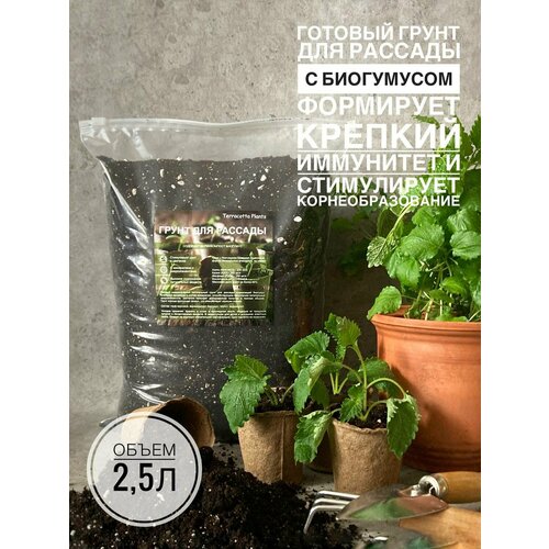 ���� ����� ��� ������� 2,5 ������ � ���������� ������������� Terracotta Plants �������� ������ ������ ������