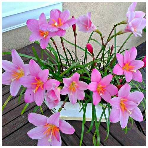 ���� ���������� ��������, Zephyranthes Carinata, �������, ������ ������ ������