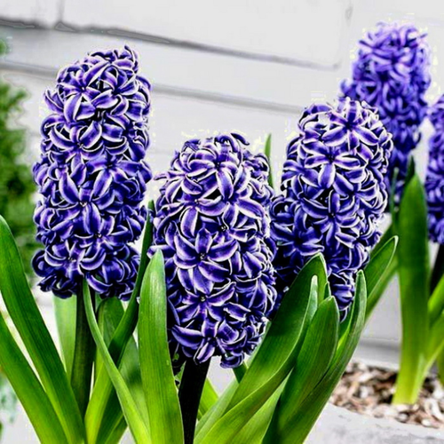 ���� ������� ���������(2 ��) ������ ������