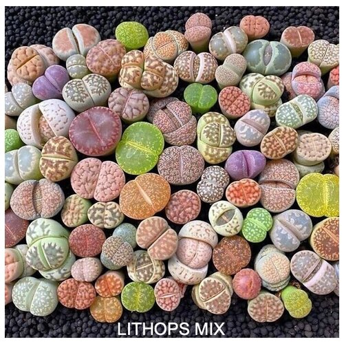 ���� ������� MIX ����� ��� ����������� ������ ������