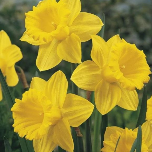 ���� �������� ������, botanica garden, ������� �����. ( 3 ����� ) ������ ������