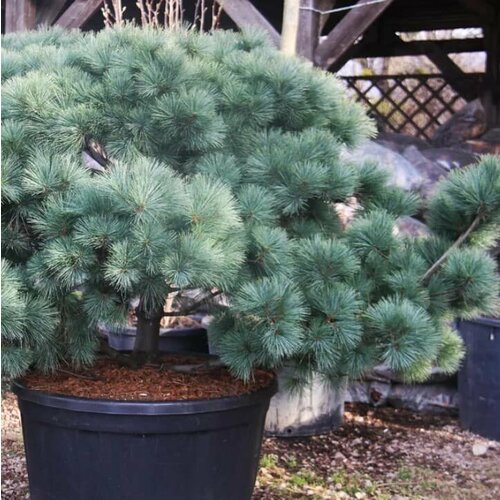 ���� ����� ��������� (Szkolka roslin A.M (������)), 1 ������� � ������ 15-20 �� ������ ������