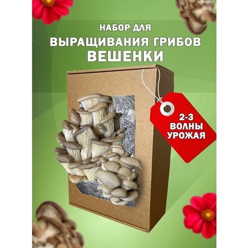 ���� �������� ������� ����� ��� ����������� ���� ������ ������