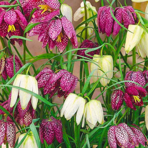 ���� �������� ������, chipollino flowers, ����������� MELEAGRIS MIX (10 �������) ������ ������