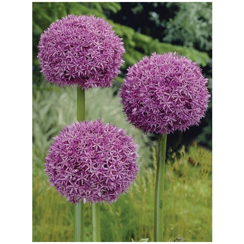      (Allium giganteum), 15    -     , -, 