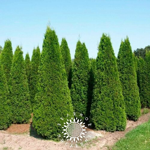      (. Thuja occidentalis Brabant) 100    -     , -, 