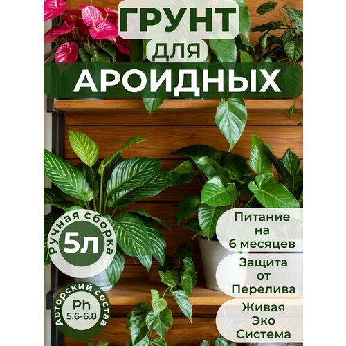 ���� ������� ��������� ����� ��� ��������, ������� 5 ������ ������ ������