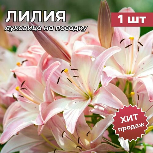 ���� �����, �������� ����� 