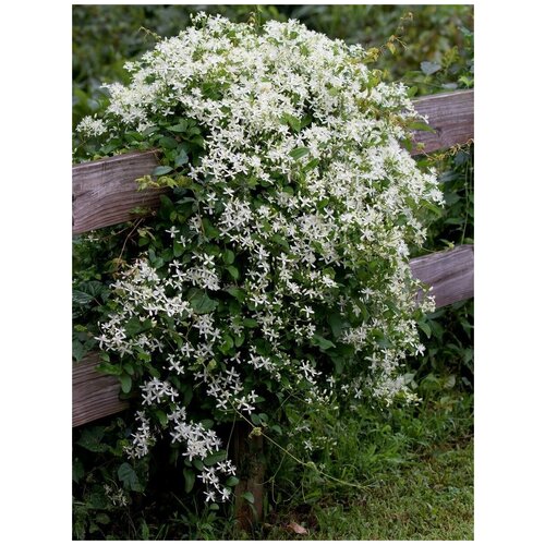     (Clematis terniflora), 360    -     , -, 