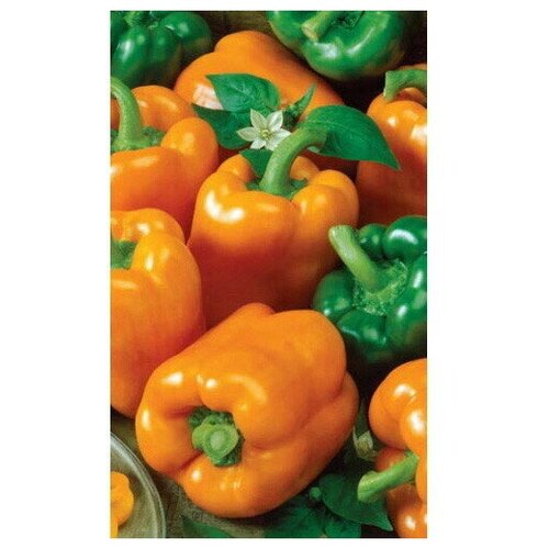 ���� ������ ����� ������� ���� ��������� F1 (��) �/� ������ ������