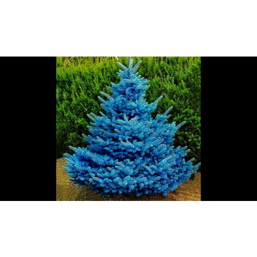 ���� ������ ������� ���, ���� 