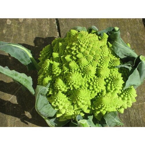     -   (. brassica oleracea romanesco)  30   -     , -, 