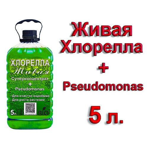    +   Pseudomonas, 5    -     , -, 