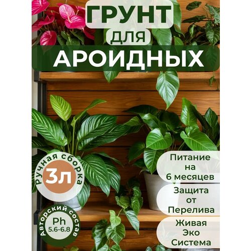 ���� ������� ��������� ����� ��� ��������, ������� 3 ����� ������ ������