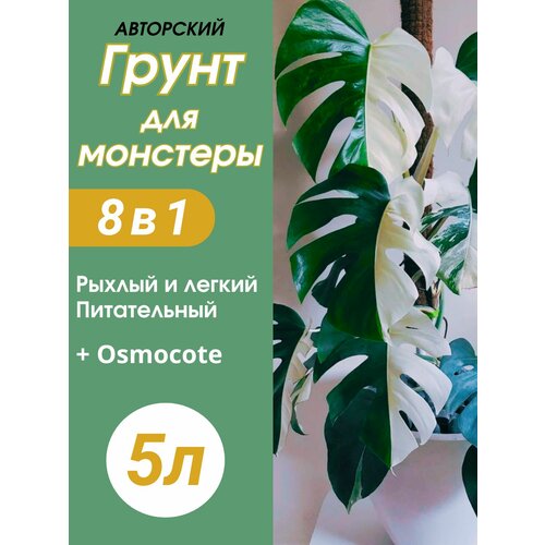 ���� ����� ��� �������� 5� ������ ������