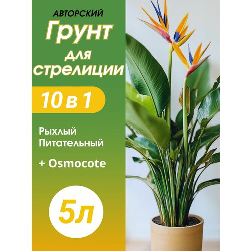 ���� ����� ��� ��������� 5� ������� ������ ������