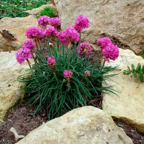 ���� ������� ������������ ������������� �������� ��� ���������� �������� � ���������� �����, 40 ����� ������ ������