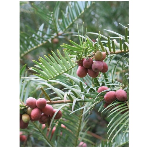     (Cephalotaxus fortunei), 5    -     , -, 