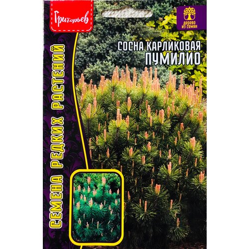 ���� ������ ����� ���������� 