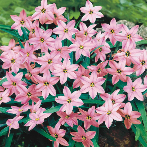 ���� �������� ������, �hipollino flowers, ������ CHARLOTTE BISHOP (10 �������) ������ ������