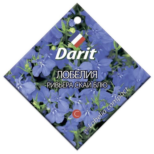   Darit    , 10    -     , -, 