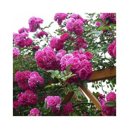 ���� ���� ��������� ���� �������� 2�� ������ ������