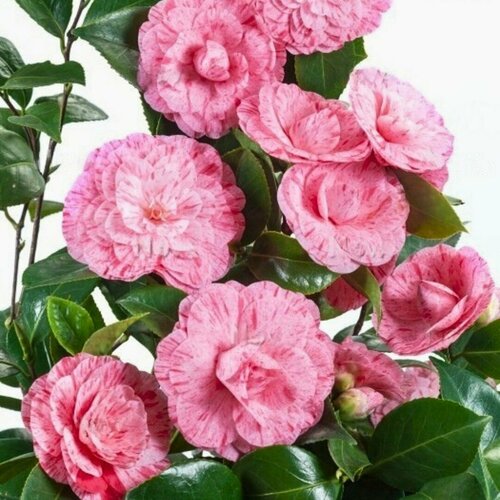 ���� ������� �������� ������ �������� (1 �������) ������ ������