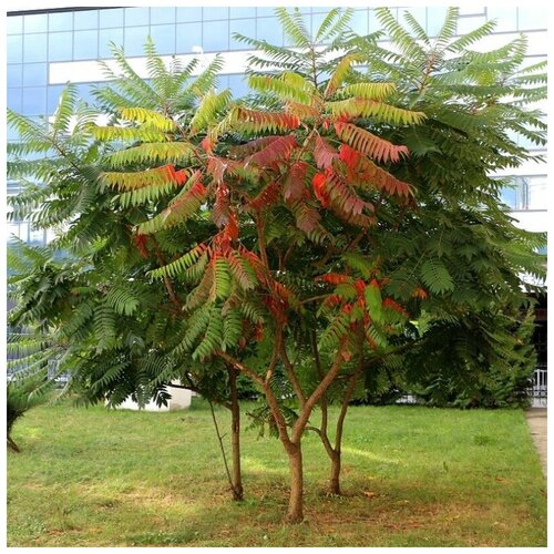 ���� ������ ������ ����� ���������� 35 ��. ������ ������