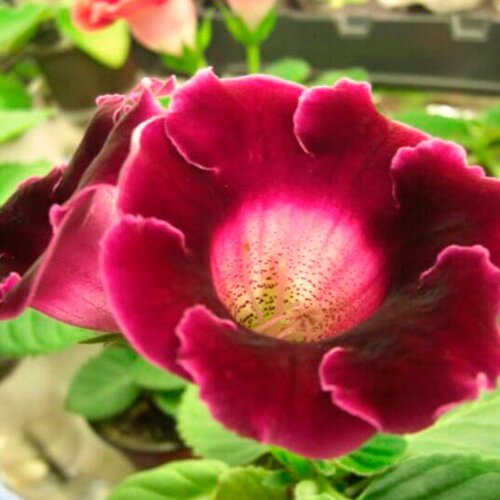     -  (. Gloxinia)  10   -     , -, 