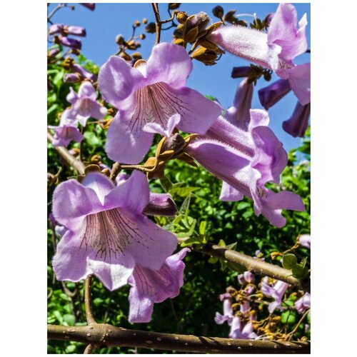     (Paulownia tomentosa), 200    -     , -, 