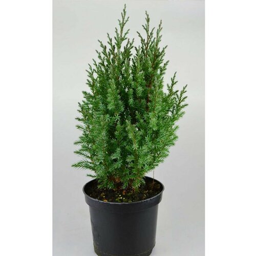 ���� ������������ ��������� 