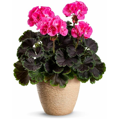 ���� ���������� (������) ������ ���� ������, ��������� �����������, ������ � ������ ������, ����� ������ ������� ���, 4 �� ����� ������ ������