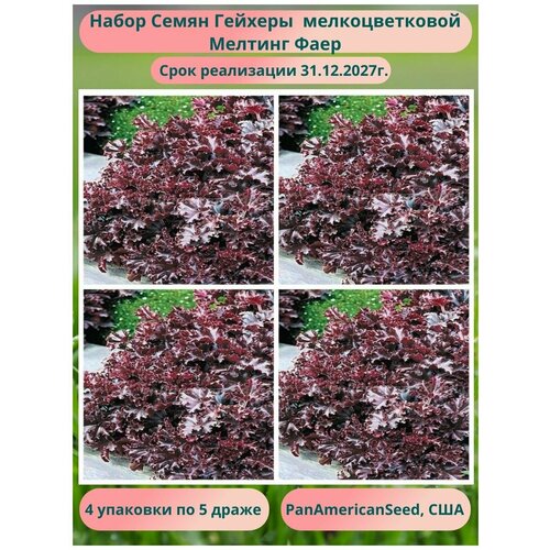 ���� ������� ������� ���� 4 �������� �� 5 �����, PanAmericanSeed, ��� ������ ������