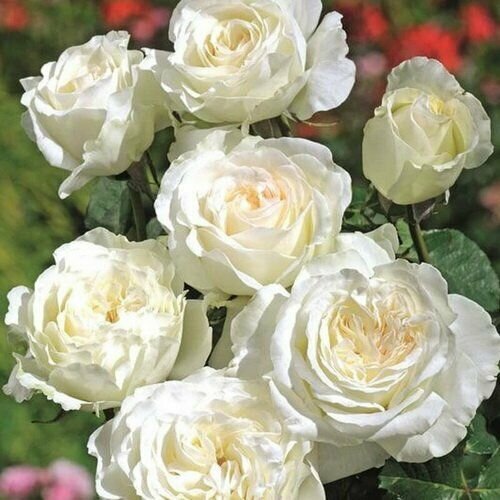 ���� ���� ���������� ������ ������ ������