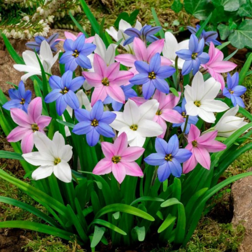 ���� �������� ������, botanica garden, ������ ���� �������, ( 10 ���� ) ������ ������