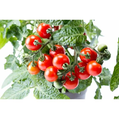 ���� ������ ������ 