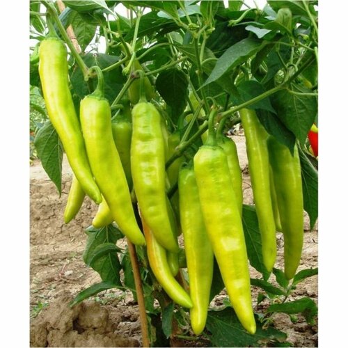 ���� ������ ������ ����� ��������� ����� ������ (Tsitsak), 5 ���� ������ ������