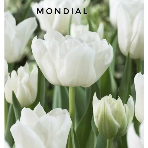 ���� �������� ����������� , �������� ���� MONDIAL ����� (3 �����) ������ ������