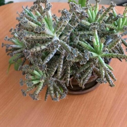 ���� �������� �������������, Kalanchoe Tubiflora, ������ ������ ������