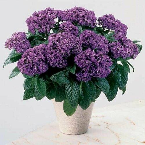 ���� ���������, ������ ������ ������