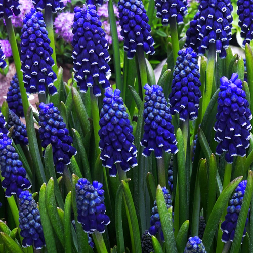 ���� ������� DARK EYES (10 �������) ������ ������