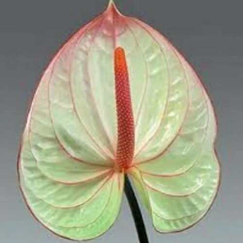   , Anthurium Fantasia,    -     , -, 