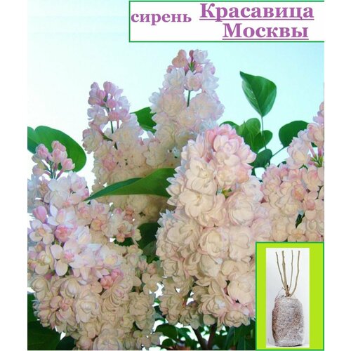 ���� ������ ��������� ������ ������ ������