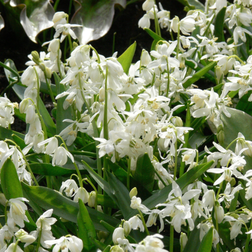 ���� �������� ������, bulbs servise, ������ �������� ����� ����� ( 10 ���� ) ������ ������